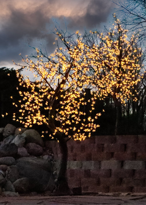 Cherry Tree's Trees Lights for Christmas