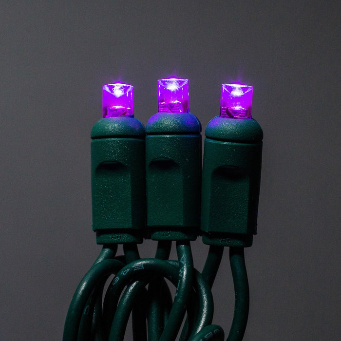 5mm Light Set 50ct Balled-6" Spacing (GW) Light Sets Lights for Christmas Purple