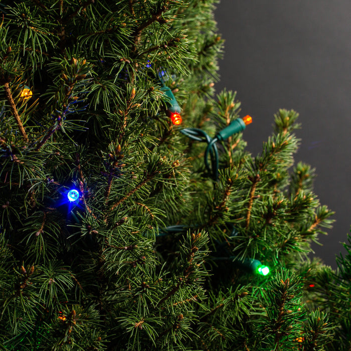 5mm Light Set 50ct Balled-6" Spacing (GW) Light Sets Lights for Christmas